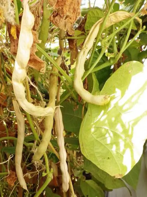 Dry Peas and Beans