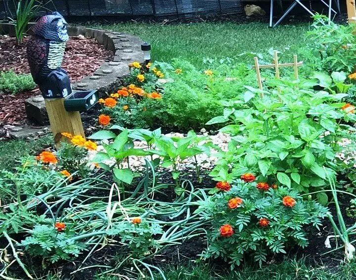 Fake Owl in Garden