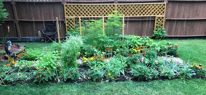 Flowers and Vegetables in Garden