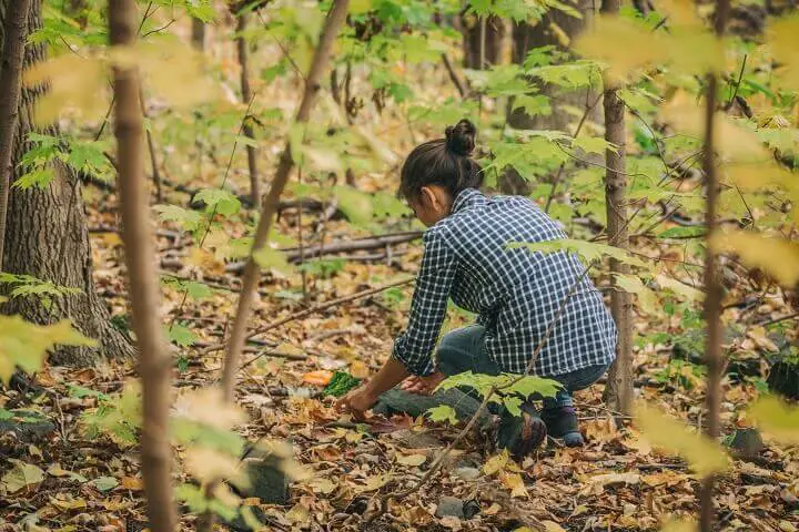 Foraging in the Wooods