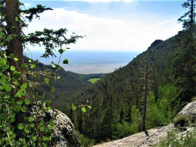 Forest in The Mountains