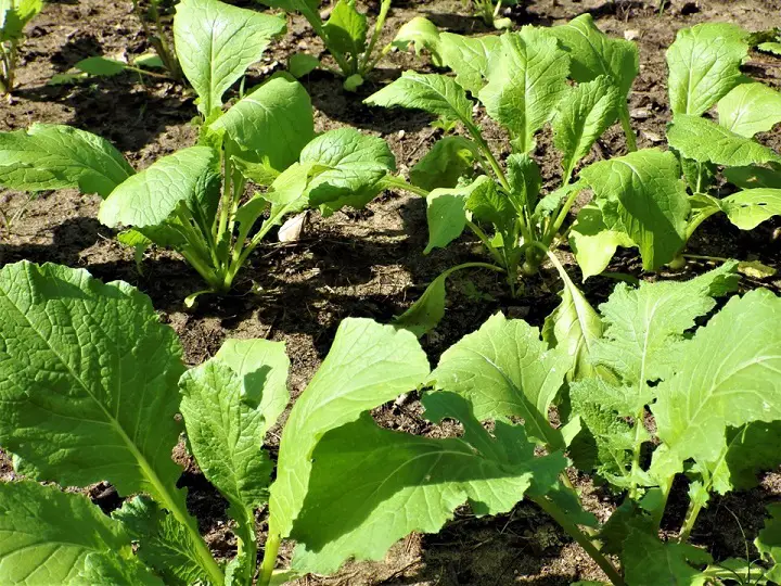 Green Leafy Vegetables