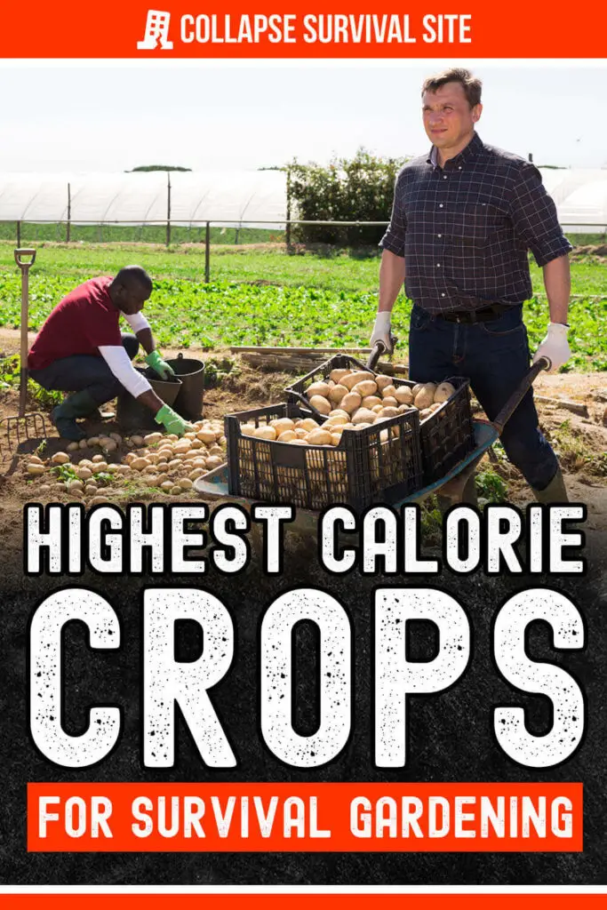 Highest Calorie Crops For Survival Gardening