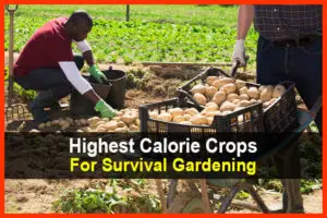 Highest Calorie Crops For Survival Gardening