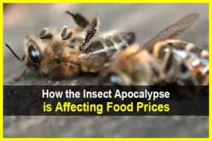 How the Insect Apocalypse is Affecting Food Prices
