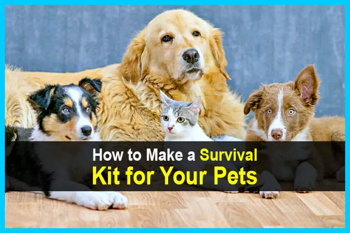 How to Make a Survival Kit for Your Pets