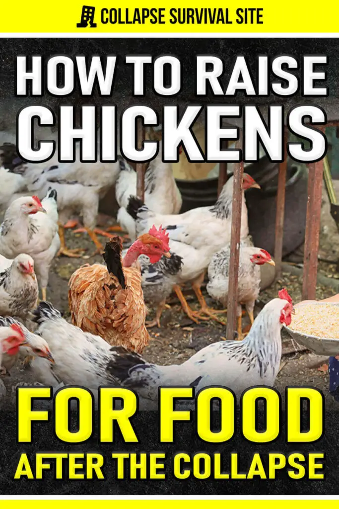 How to Raise Chickens for Food After the Collapse