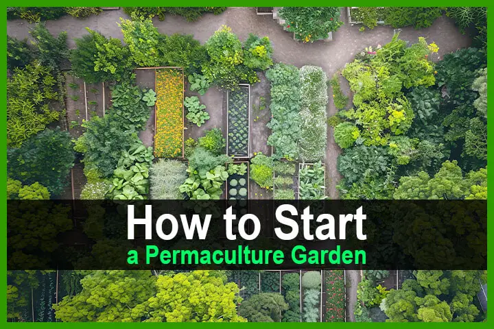 How to Start a Permaculture Garden
