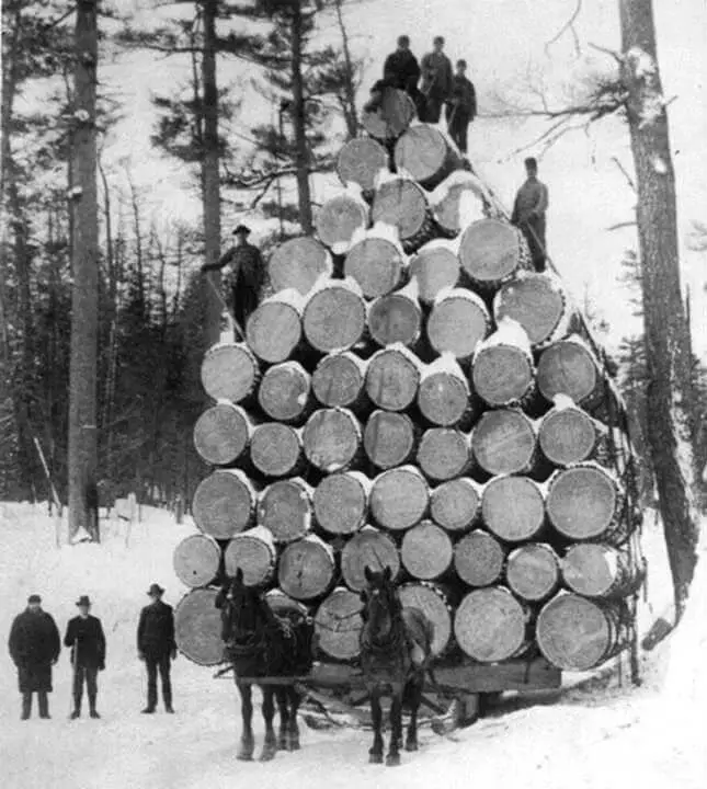 Huge Tree Logs - Black and White Photo