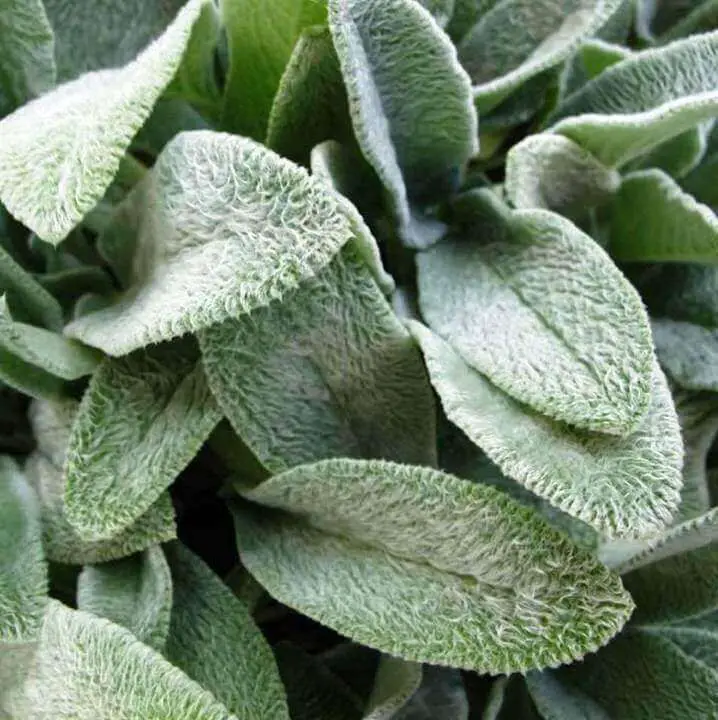 Lamb’s Ear Leaves