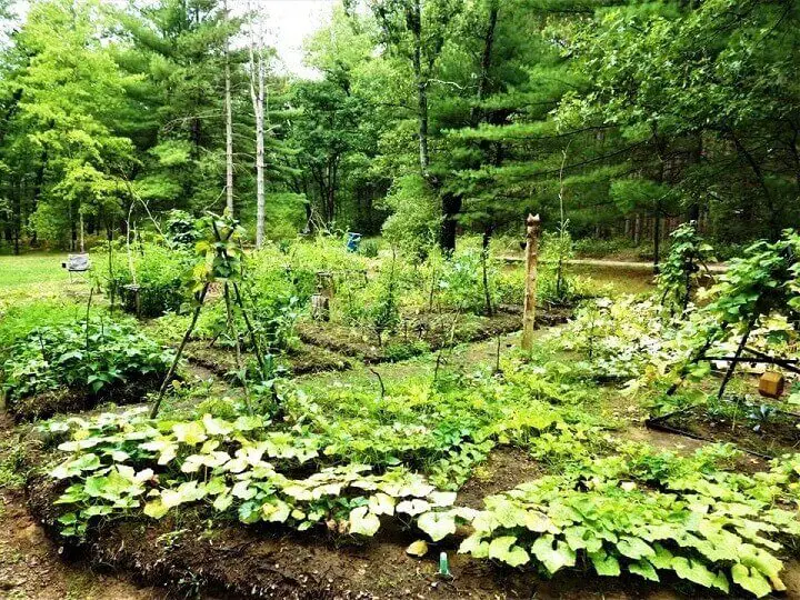 Large Outdoor Garden