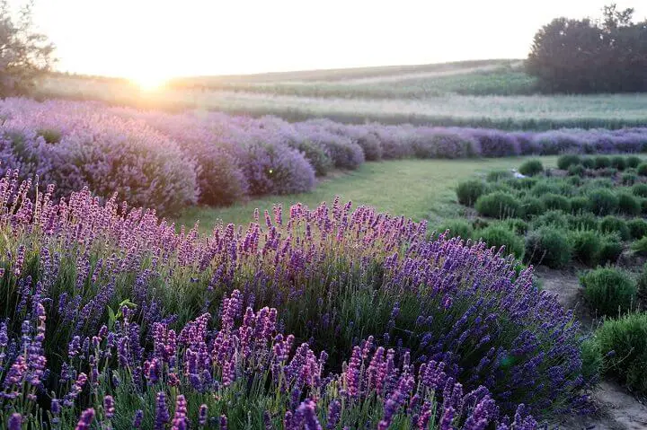 Lavender Flowers in a Field