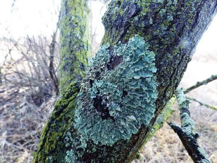 Lichen on a Tree