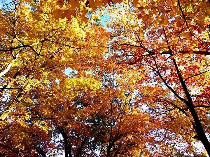Maple Trees and Leaves