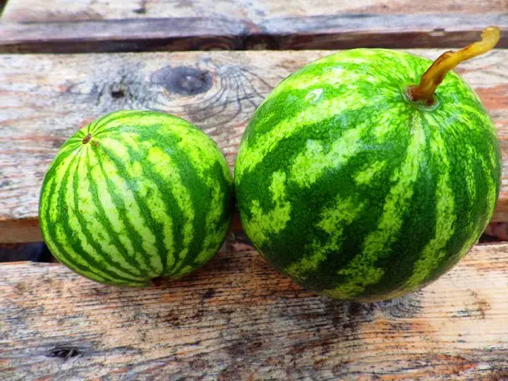 Melons on Table