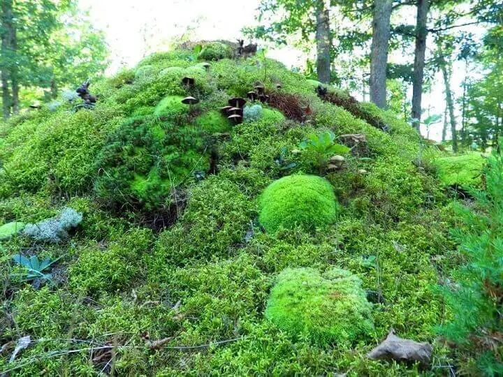 Moss Outside