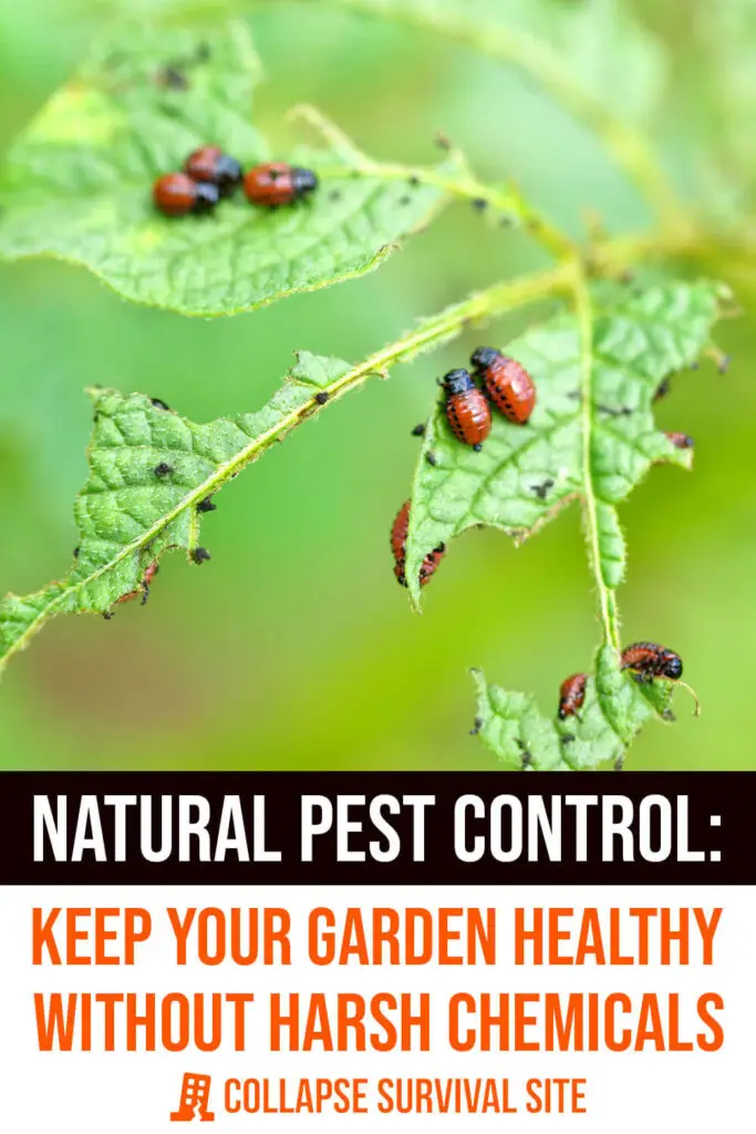 Natural Pest Control: Keep Your Garden Healthy Without Harsh Chemicals 