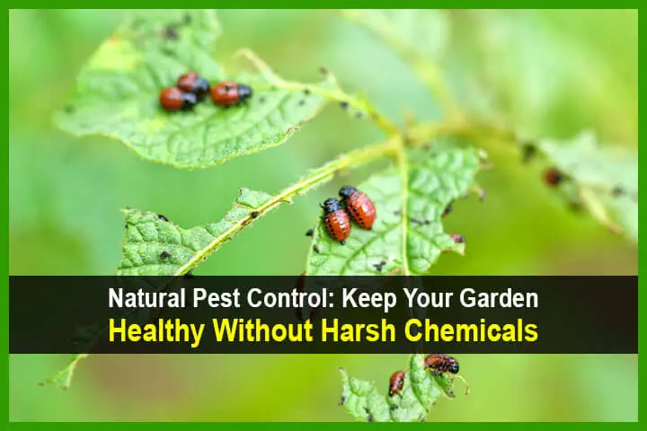 Natural Pest Control: Keep Your Garden Healthy Without Harsh Chemicals 