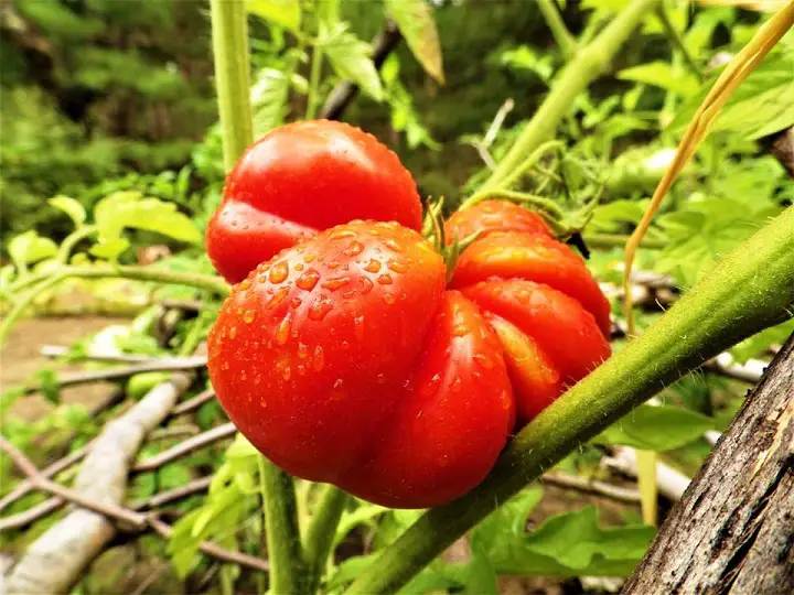 Nightshade Family Plant