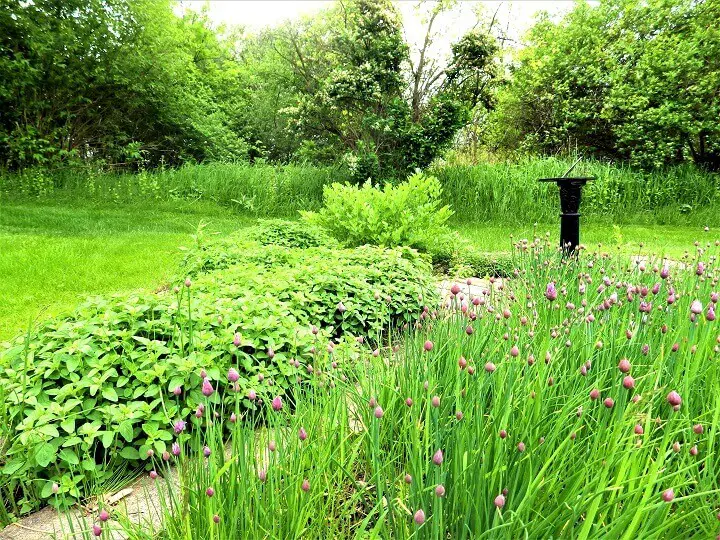 Outdoor Herb Garden