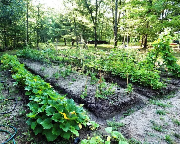 Outdoor Vegetable Garden