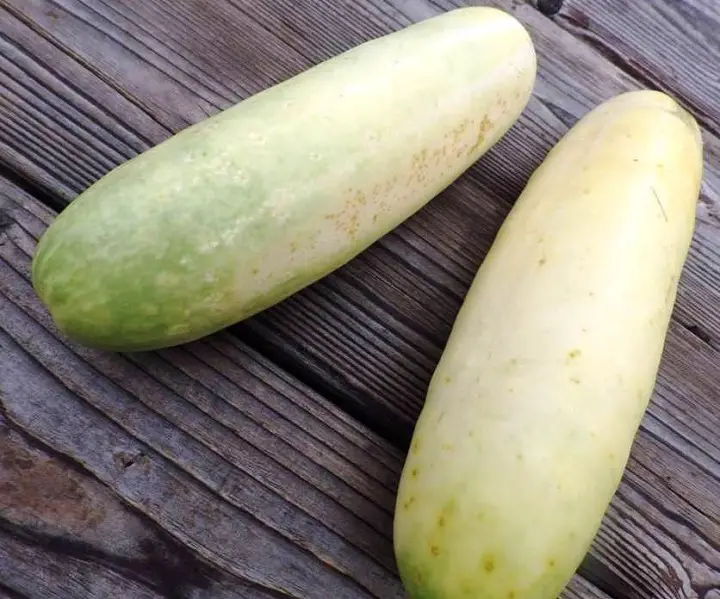 Over Ripe Cucumbers