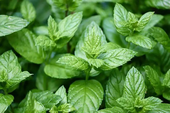 Peppermint Leaves Up Close