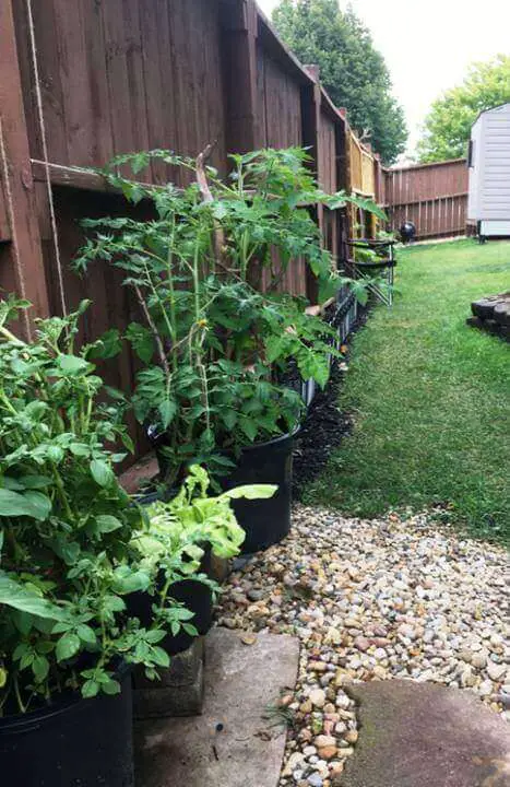 Potted Plants Outside