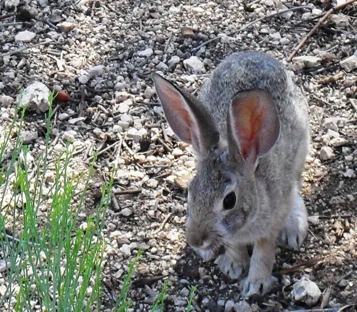 Rabbit Near Garden