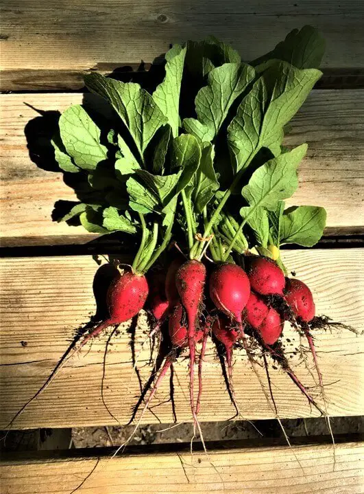 Radishes on Table