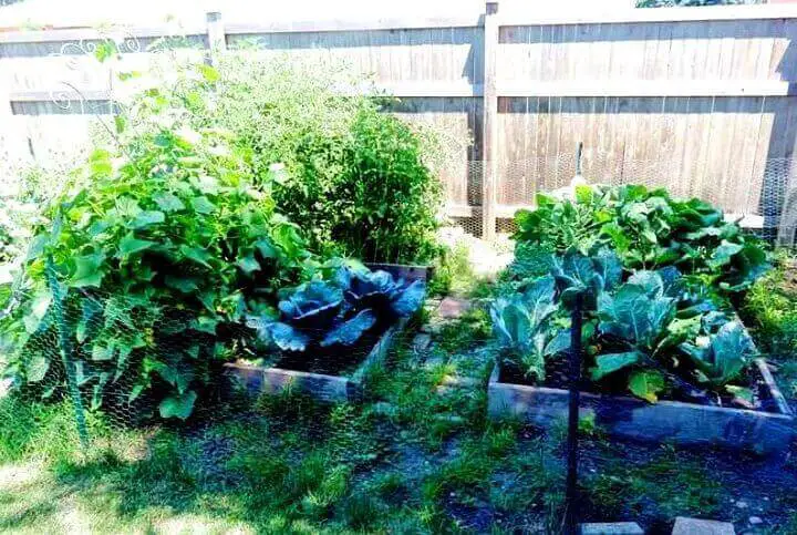 Raised Bed Garden