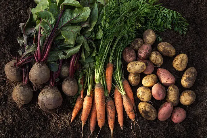 Root Vegetables Fresh