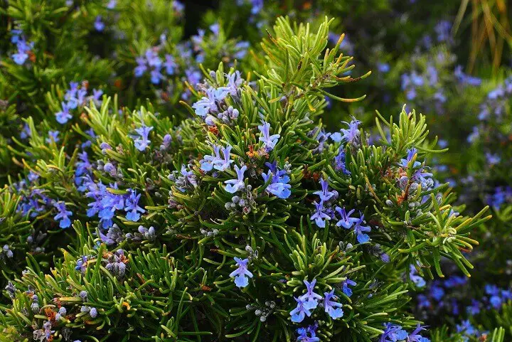 Rosemary Plant and Blossoms