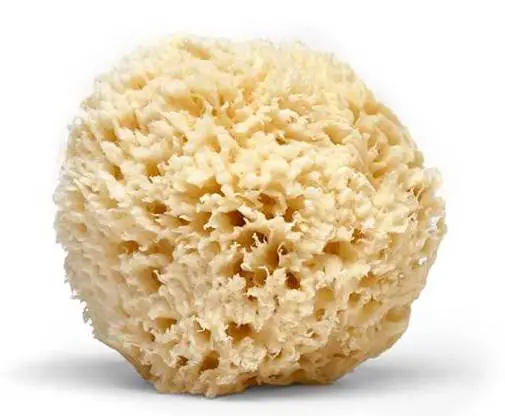 Sea Sponge