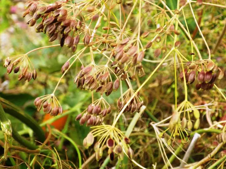 Seeds Brown and Dry