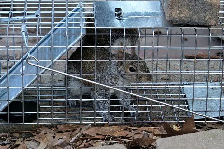 Squirrel Caught in Trap