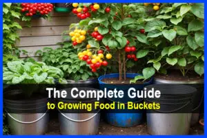 The Complete Guide to Growing Food in Buckets