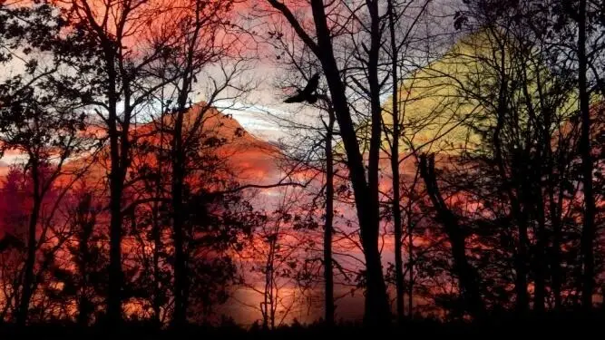 Trees During Sunset