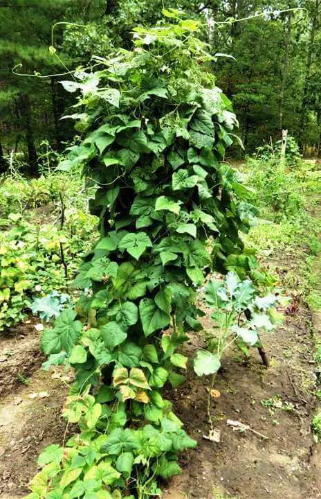 Vertical Garden Outdoors