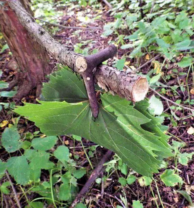 Wild Grape Leaves